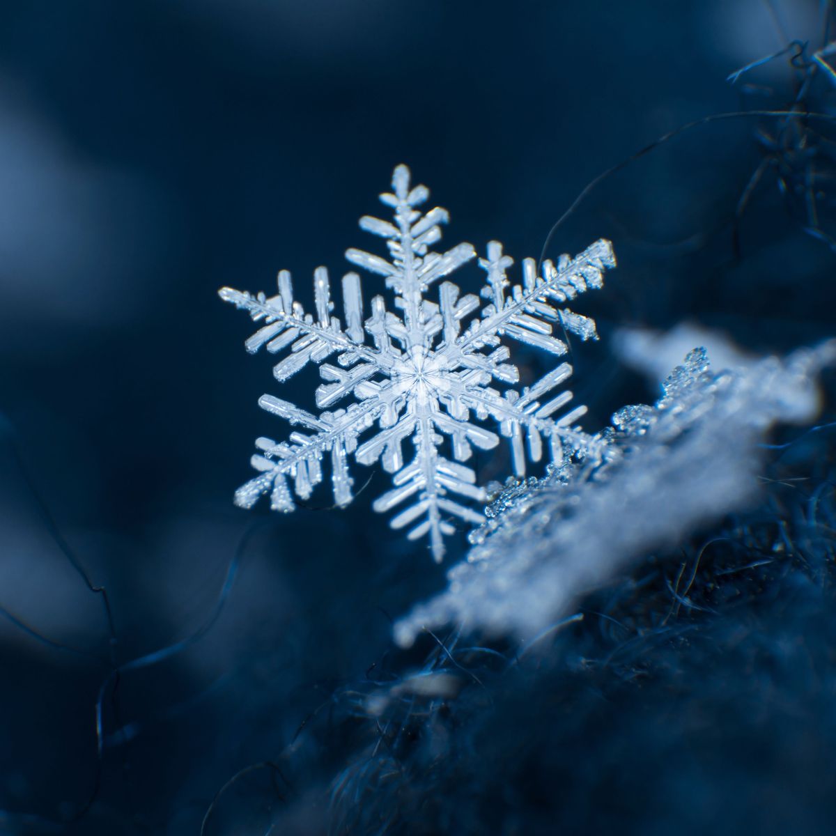 The Devil’s Advocate